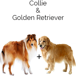 Golden Collie Dog